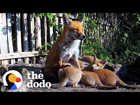 Fox Family Has Surprise Litter #Video