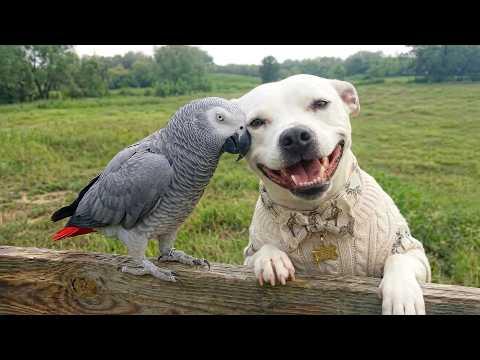 This Parrot And Dog Became Best Friends #Video