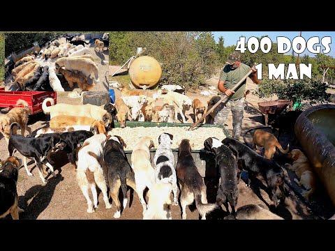 65-year-old man who lives with 400 stray dogs he rescued and adopted. #Video