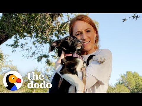 Woman Rescues 3 Dogs Just In Time #Video