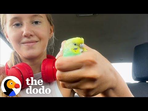 Girl Finds Parakeet On a Run #Video