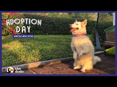 Dog Found In Cage In The Woods Lives Like A Princess Now Video  | The Dodo Adoption Day