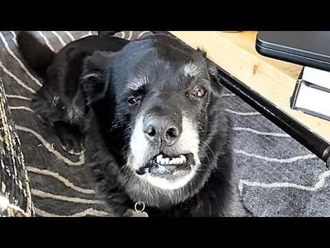 Man gives home to dog that was 'down to his last day' #Video