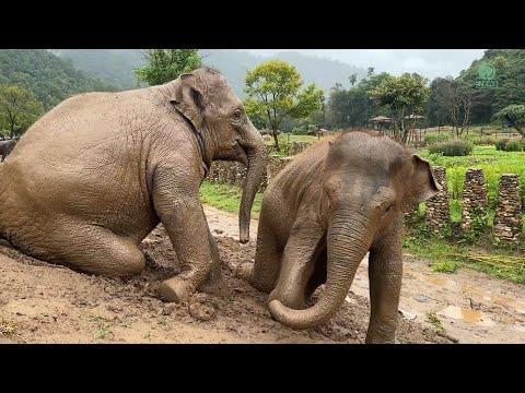 Rainy Day Joy: ChaBa and Pyi Mai’s Muddy Adventure - ElephantNews #Video