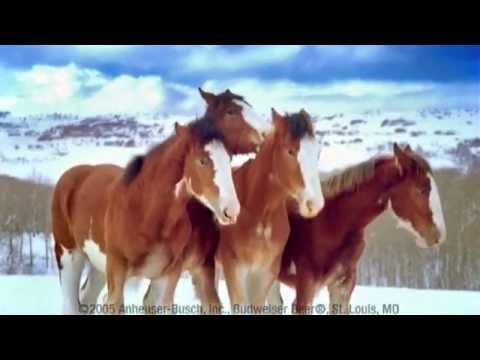Budweiser Clydesdale Horses Snowball Fight