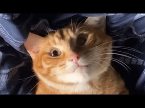 Man gets his first cat. But insists he's more like a dog. #Video
