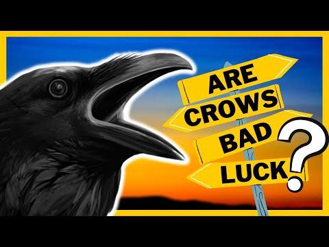 Do Crows Bring Bad or Good Luck Like Some People Say They Do? #Video