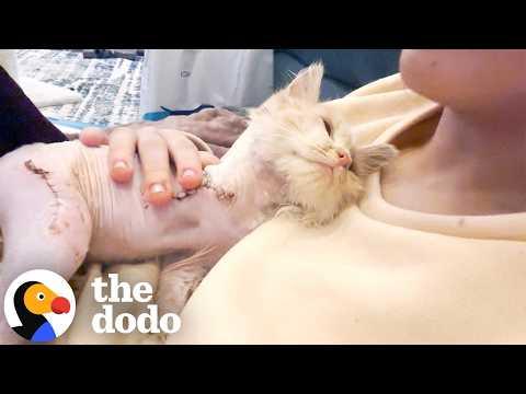 Cat Found In VERY Serious Condition Makes Miraculous Recovery #Video