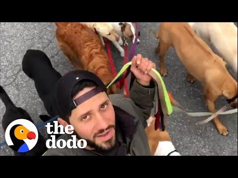 Guy Becomes Dog Walker Because He Didn’t Want To Be Away From His Own Dog #Video