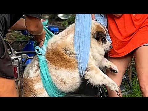 Dog overfed by tourists could barely walk. Now he's unrecognizable. #Video