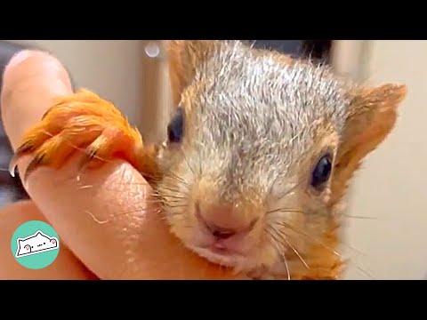 Baby Squirrel Was Abandoned By Previous Owners but Bonded with Woman #Video