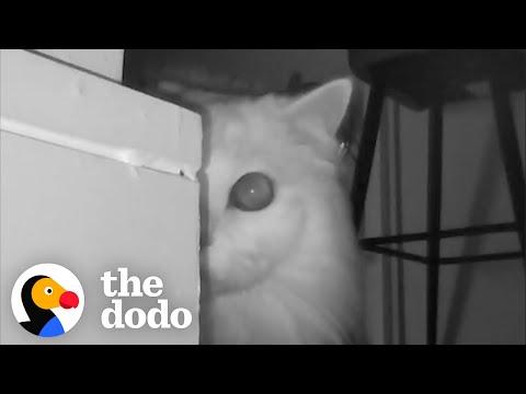 Couple Realizes Why Their Cat Keeps Screaming At Them #Video