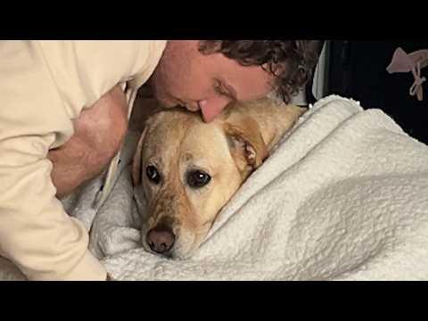 Dog won't go to sleep until dad puts her to bed #Video