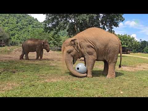 Elephants Happily Amuse Themselves Playing Ball - ElephantNews #Video