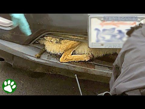 Coyote stuck in car grill #Video