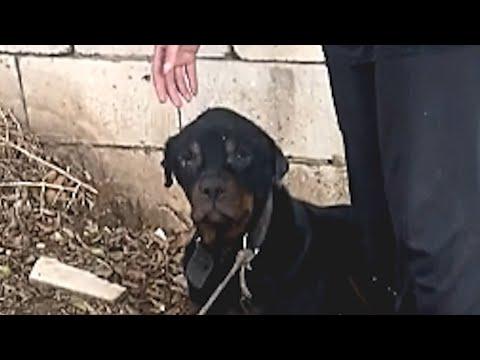 Rescue dog's emotional response to freedom #Video