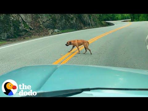 Dog Rescued From The Middle Of Traffic Becomes The Biggest Love Bug  #Video