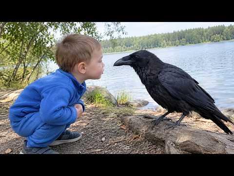 Crows Are Much Smarter Than You Think! #Video