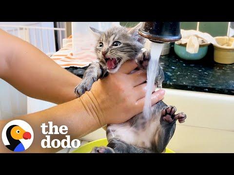 Litter Of Stray Kittens Desperately Needed A Bath #Video