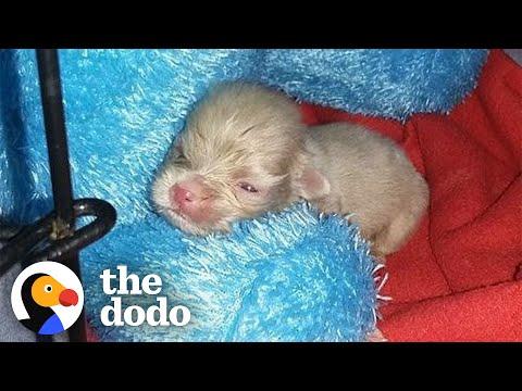 Tiny Newborn Puppy Becomes A Wild Man #Video