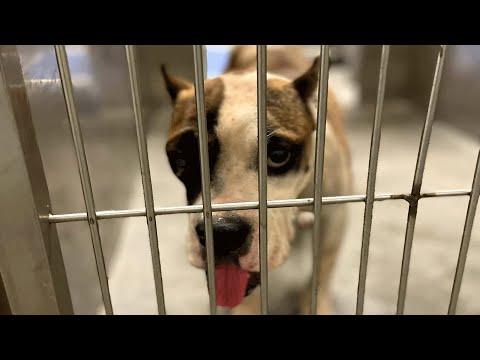 Scared shelter dog changes when someone's nice to her #Video