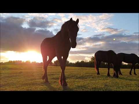 Horses play at sunset video. Friesian Horses.