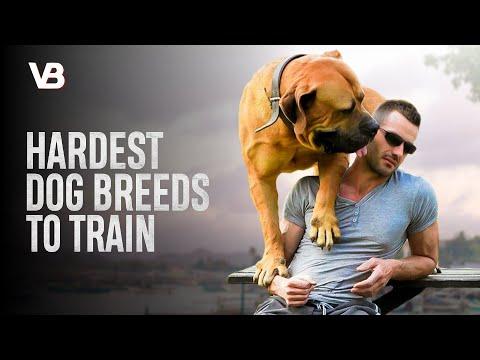 These Are The 10 Hardest Dog Breeds To Train #Video