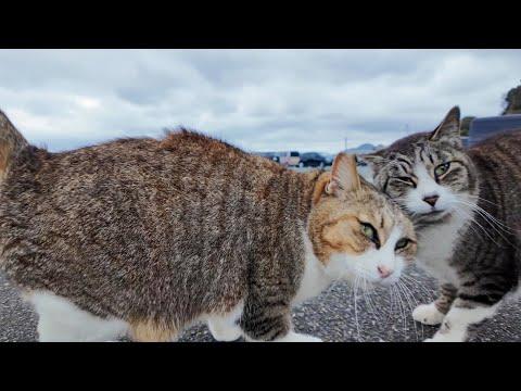 Kitten Is Emotional Support Animal To 120 Pound Mastiff #Video