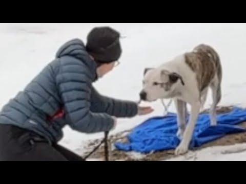 Lost dog's heartwarming response to rescuer #Video