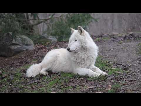 Appreciate Nature with Nikai, the World's Most Wary Wolf #Video