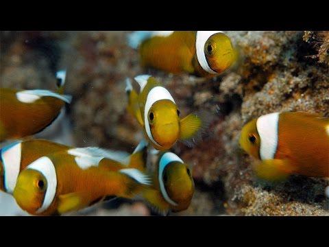 Just Keep Swimming - Anilao Saddleback Clownfish