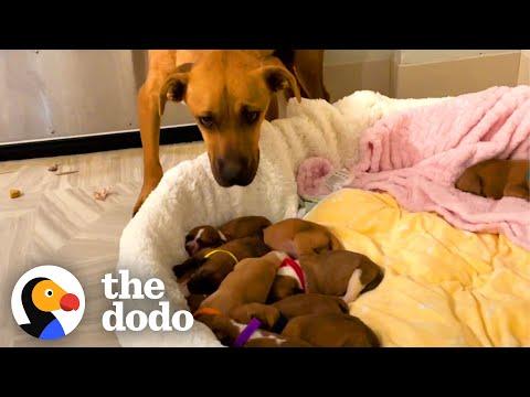 Scared Mama Dog With 14 Puppies Slowly Begins To Trust Her Rescuers #Video