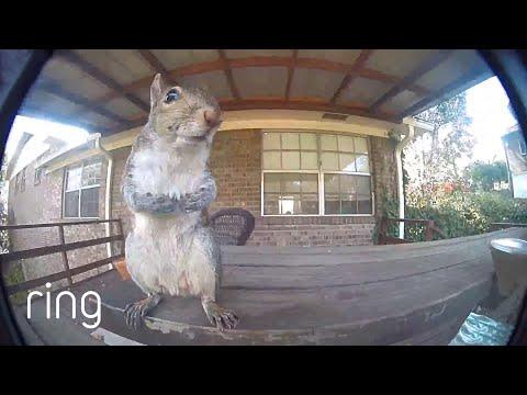 Squirrel Primps for Camera #Video
