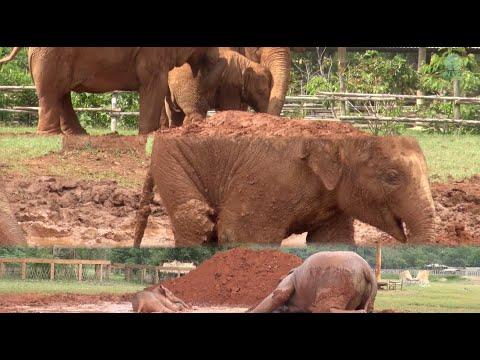 Three Young Baby Elephants Enjoying In The Mud - Elephantnews #Video