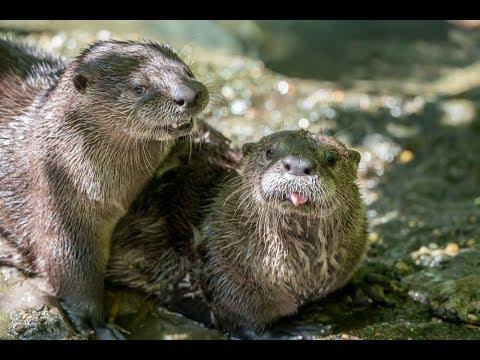 Orphaned river otters meet for the first time