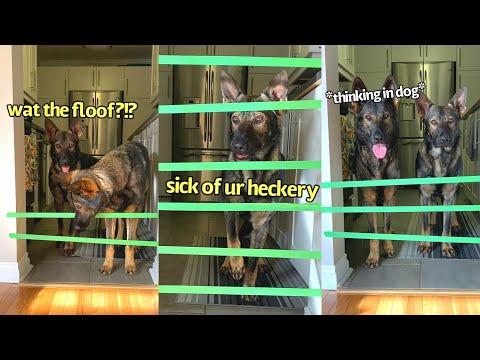 Dogs vs Tape Wall Video