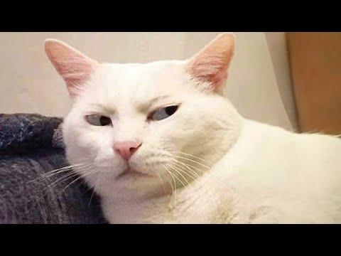 When You Cats Go On A Rampage!! Funniest Cat 2023 #Video