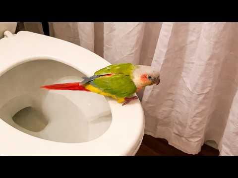 You’re Not Ready For This Parrot #Video