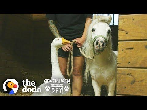 Rescued Goose, Mini Horse Are Inseparable - Watch Them Get Adopted Together | The Dodo Adoption Day