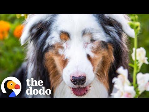 Dog With Mystery Illness Takes An Incredible Turn #Video