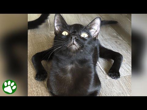 Rescue cat looks just like a spider #Video