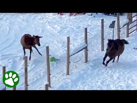 Wild Elk And Horse Play Together in Magical Moment #Video