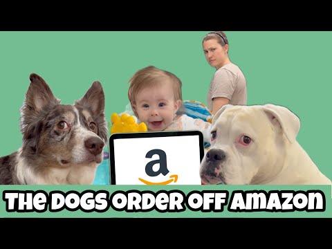 Dogs Order on Amazon - Layla The Boxer #Video