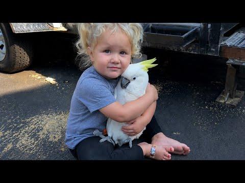 I’ve Never Seen a Child Love Birds This Much! #Video