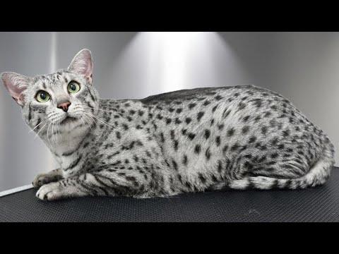 Grooming an Ancient Egyptian Cat with Attitude  #Video