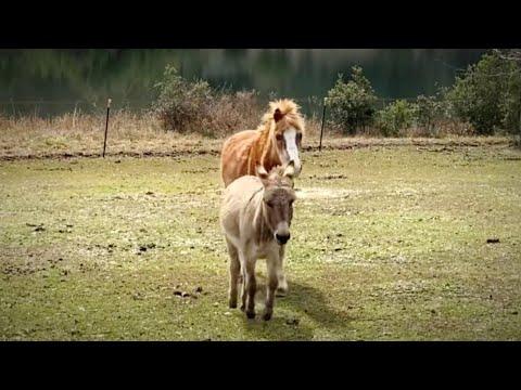 33-Year-Old Blind Pony Gets A Seeing-Eye Donkey #Video