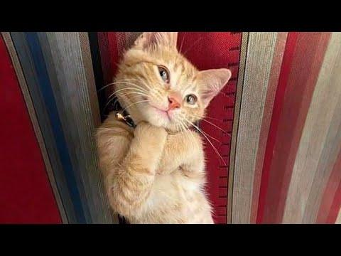 10 Minutes of Adorable cats and kittens videos to Keep You Smiling!  #Video