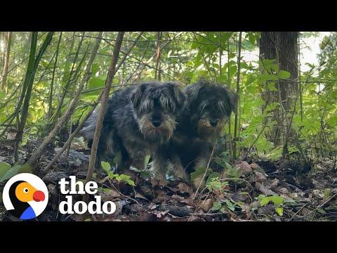 Abandoned Matted Schnauzers Get Rescued From Deep In The Woods #Video