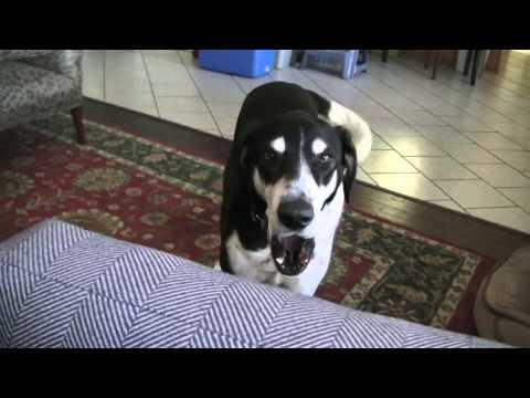 Dog Wants a Kitty Video