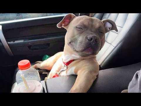 Animals Are Born Comedians #Video